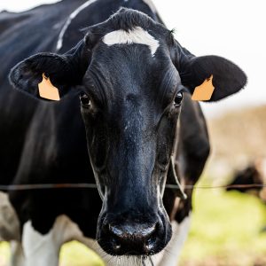 portrait of the head of a black and white dairy cow. Friesian cow in the field. farm animals. cattle.